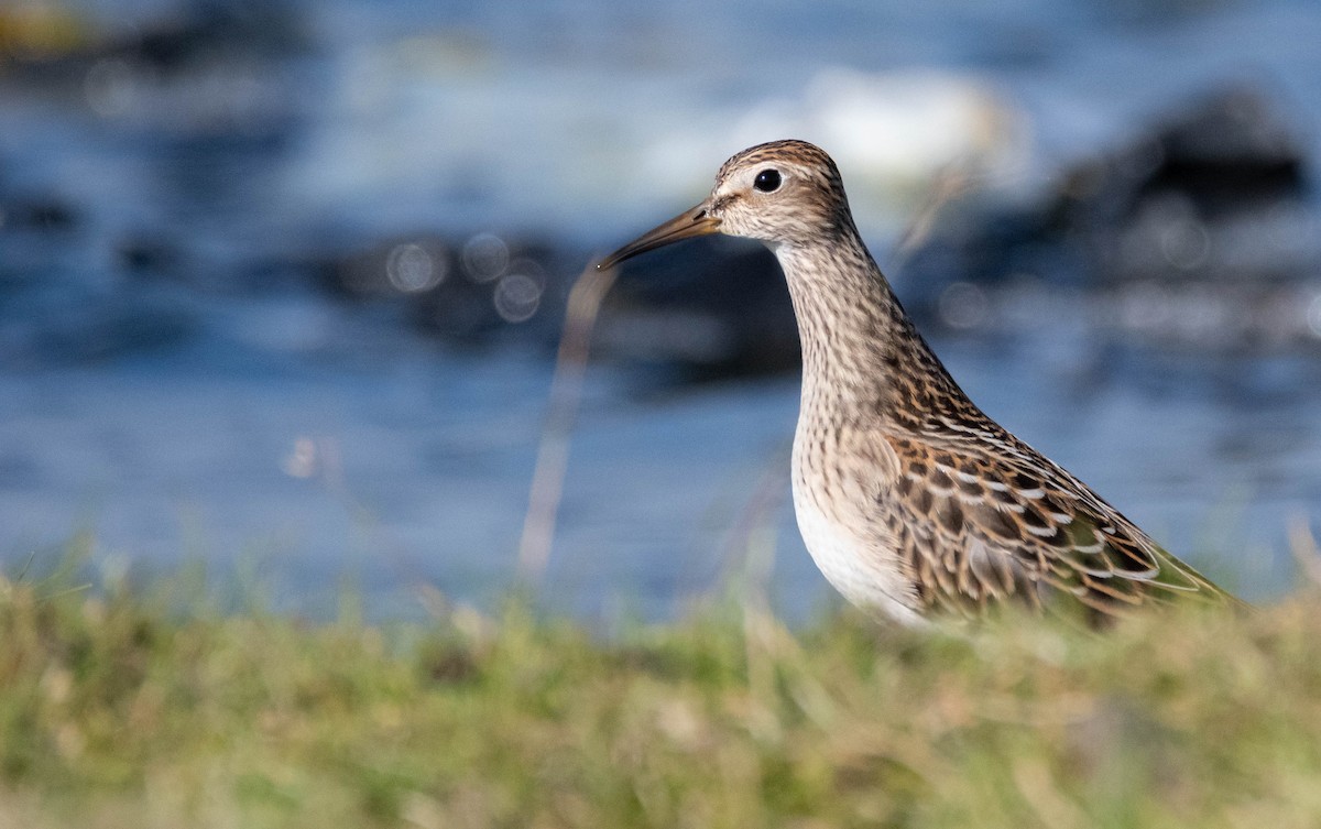 Pectoral Sandpiper - Andra Florea