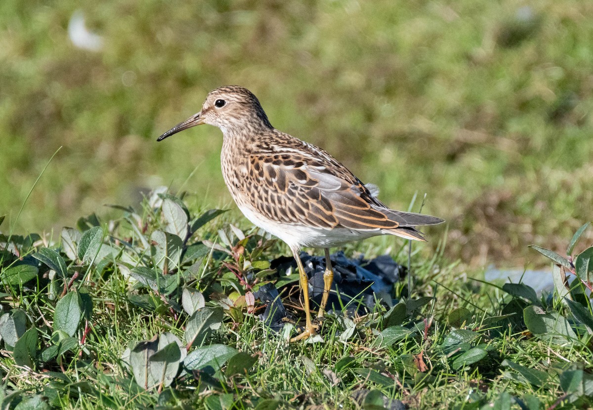 Pectoral Sandpiper - Andra Florea