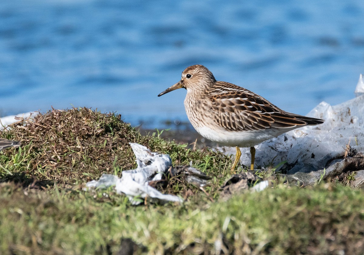 Pectoral Sandpiper - Andra Florea