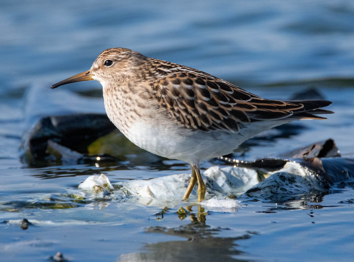 Pectoral Sandpiper - Andra Florea