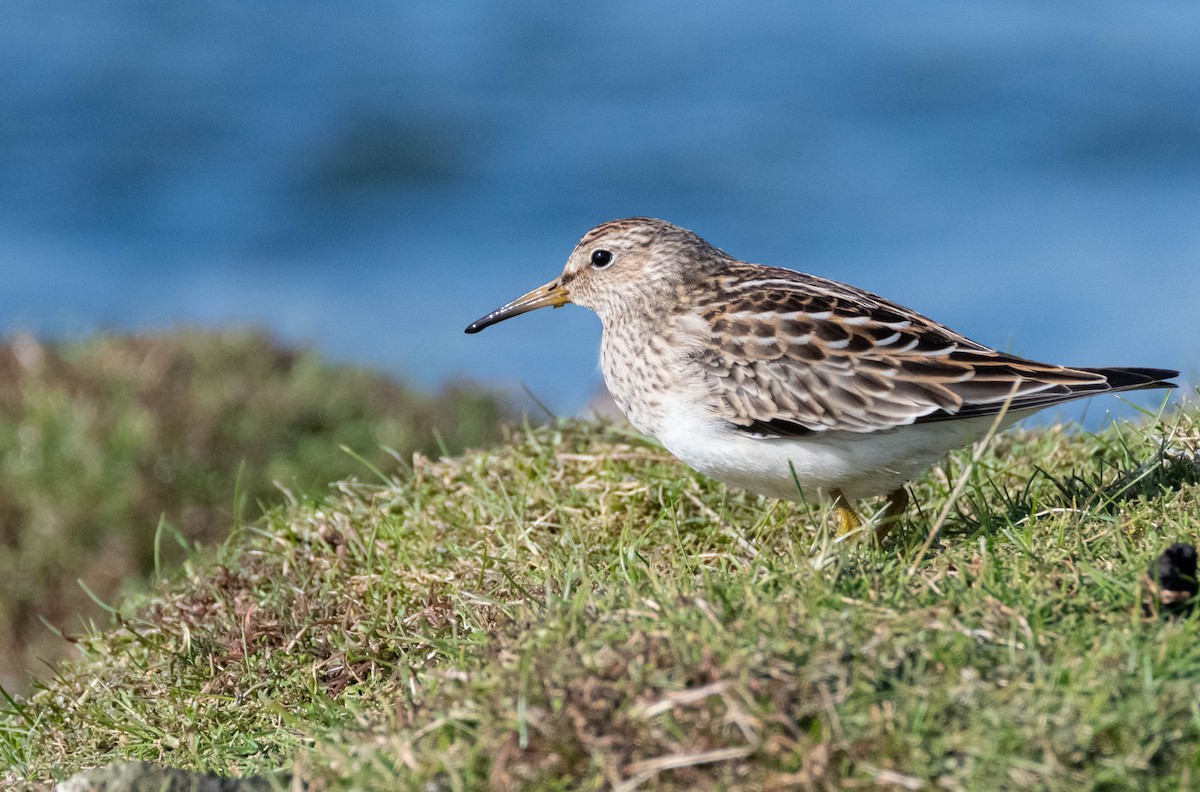 Pectoral Sandpiper - Andra Florea