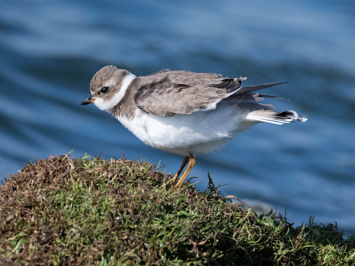 Semipalmated Plover - Andra Florea