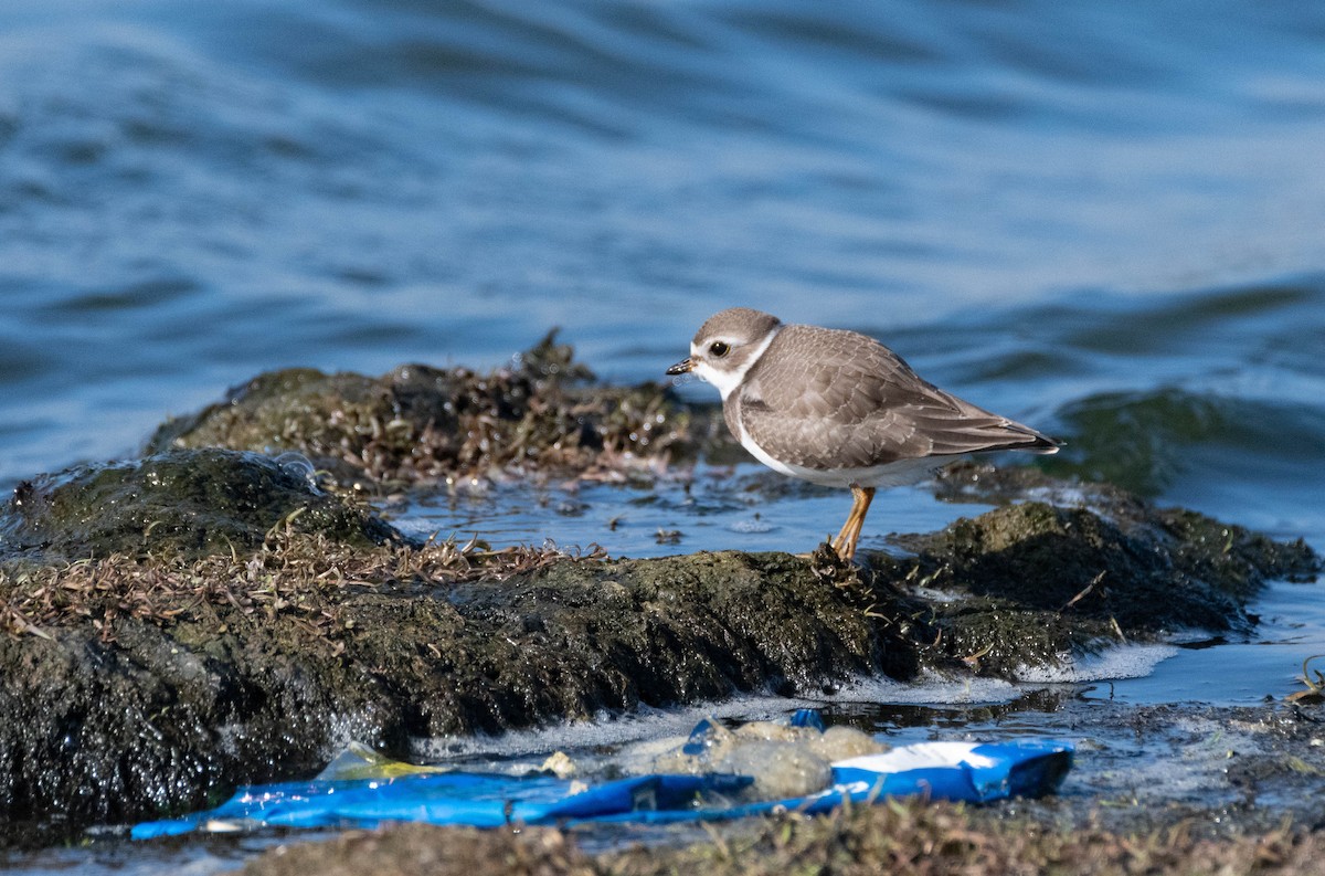 Semipalmated Plover - Andra Florea