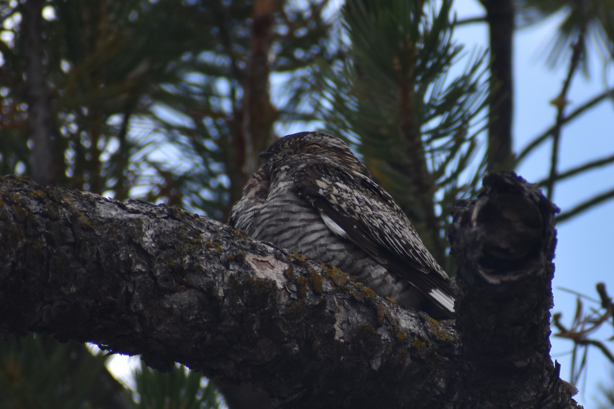 Common Nighthawk - Jason Leduc