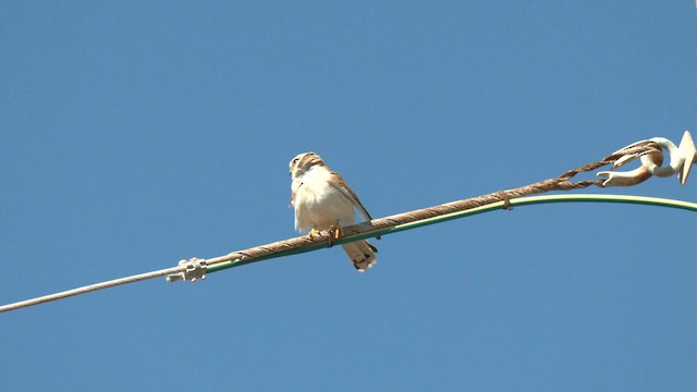 Nankeen Kestrel - ML600693331