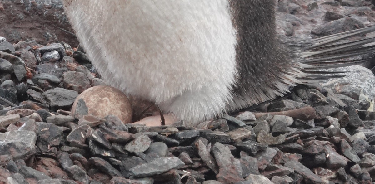 Gentoo Penguin - ML600693341