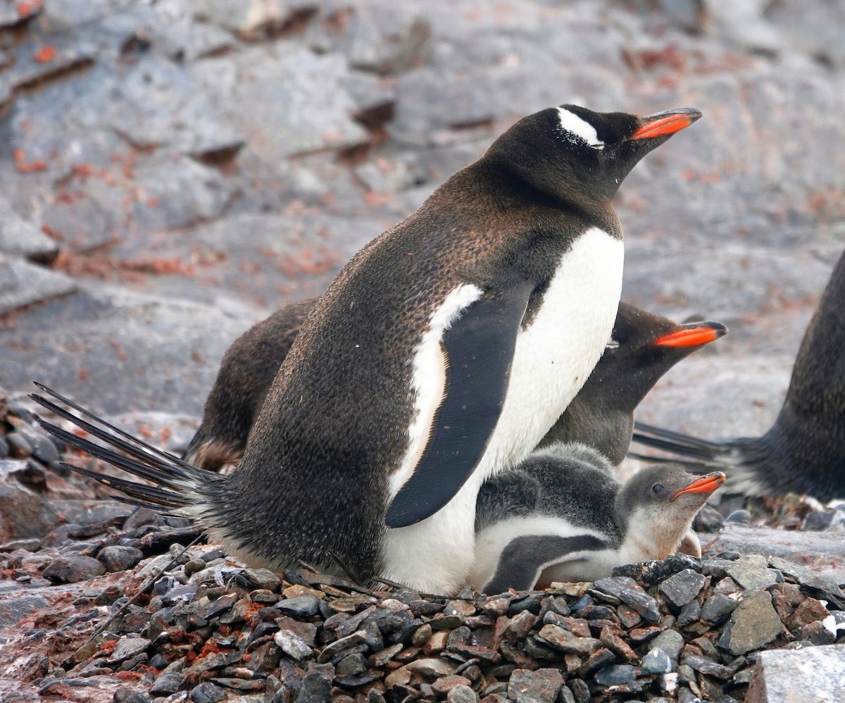 Gentoo Penguin - ML600693501
