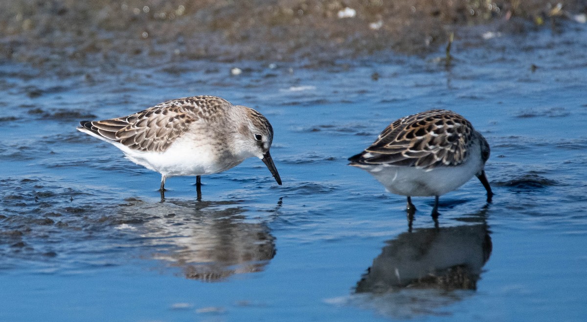 Semipalmated Sandpiper - ML600693551