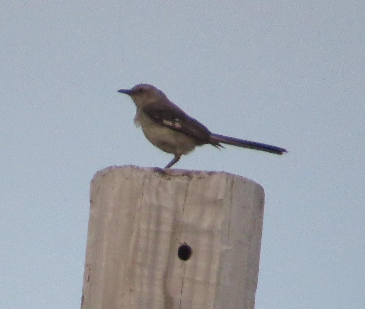 Northern Mockingbird - ML600693611