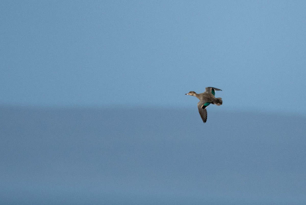 Green-winged Teal - ML600693821