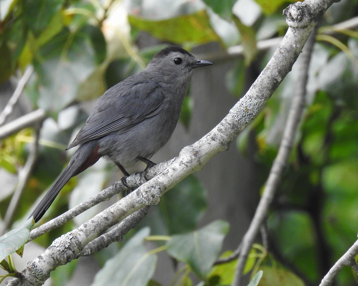 Gray Catbird - Jules-Alex Banville