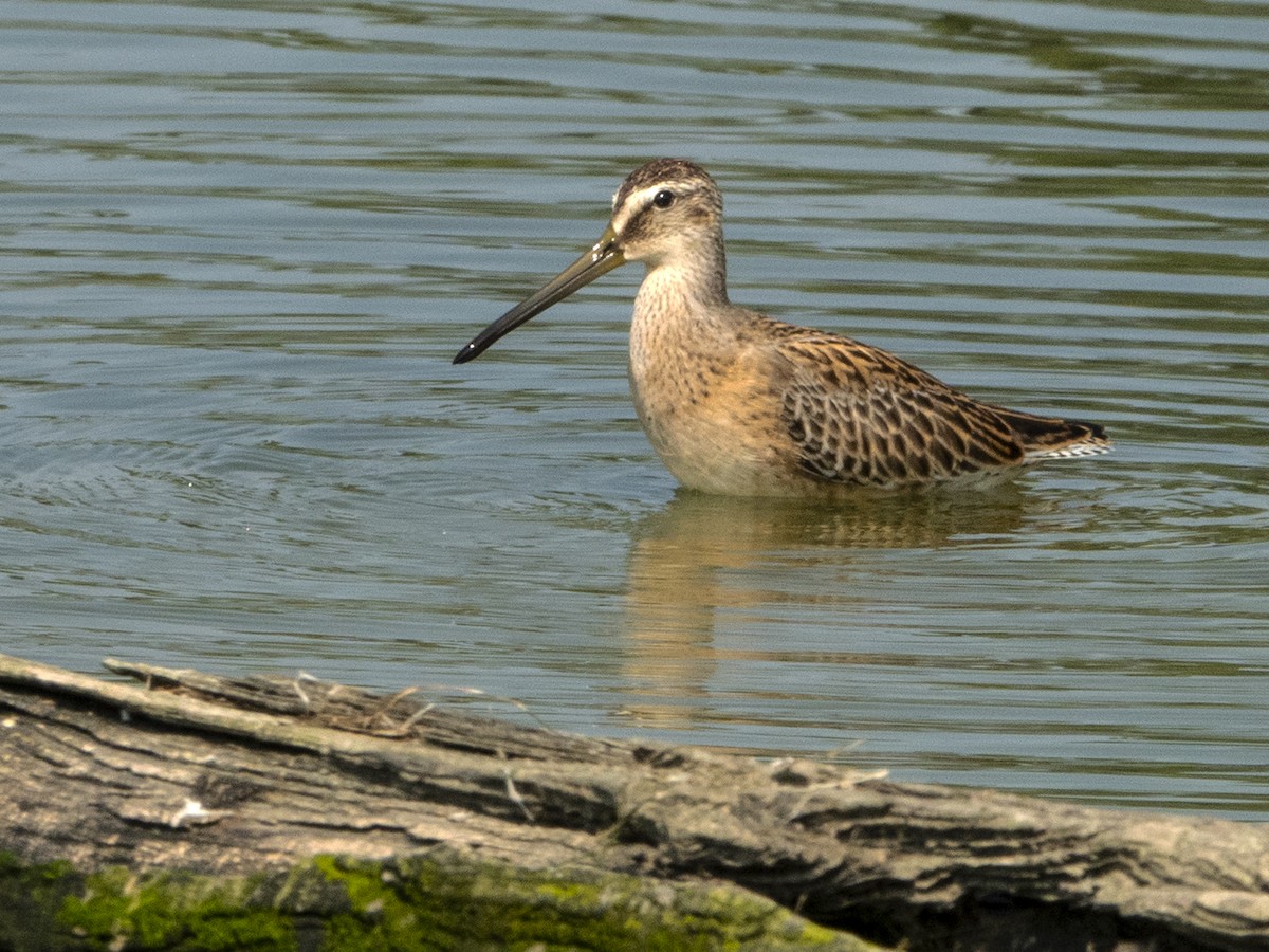 Short-billed Dowitcher - Paul Cohen