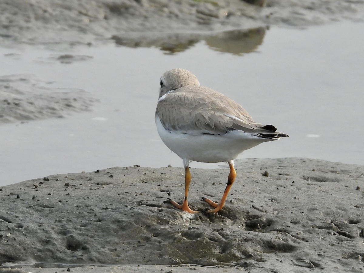 Piping Plover - ML600695141