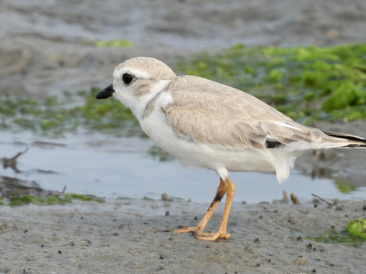 Piping Plover - ML600695151