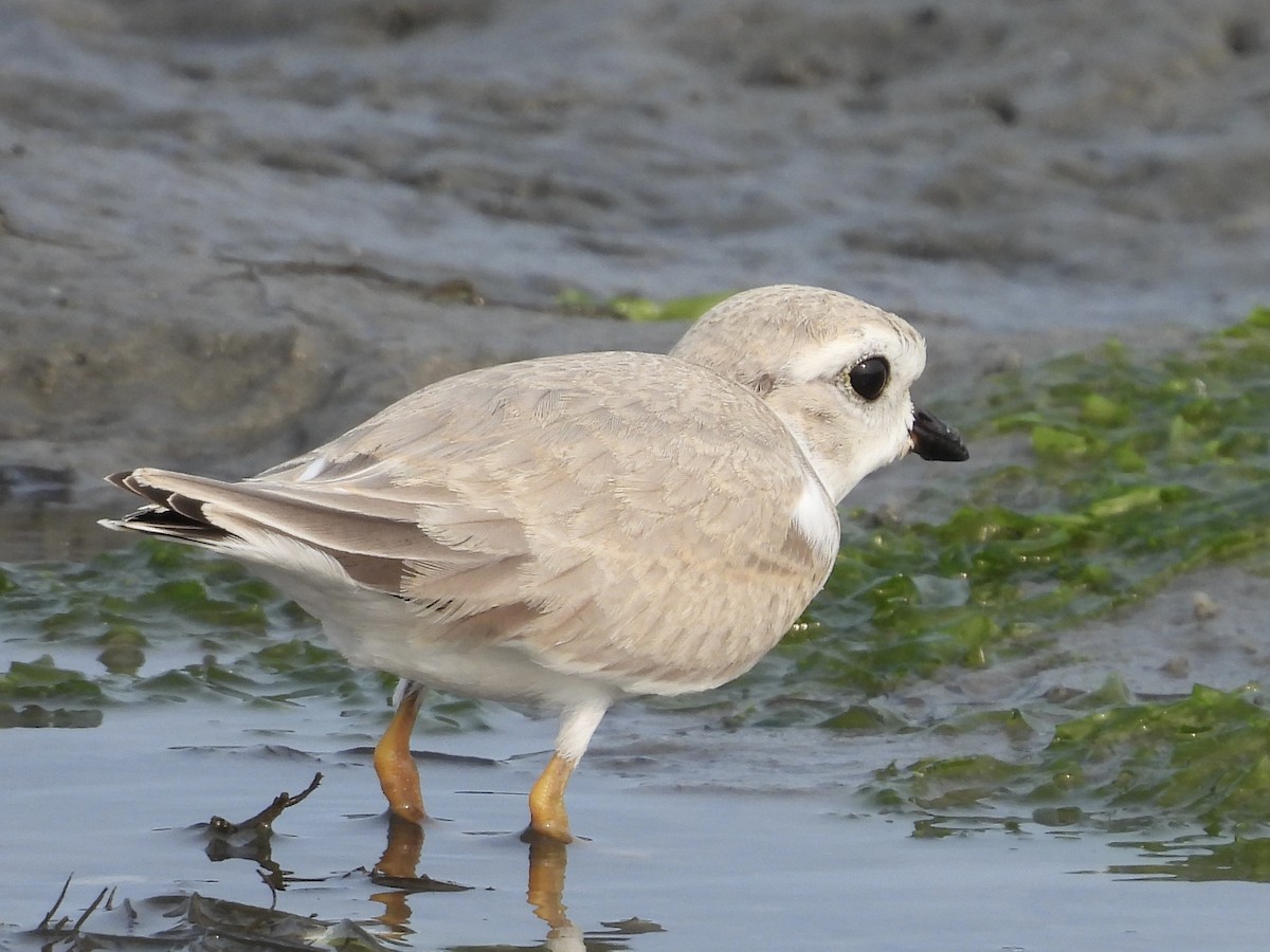 Piping Plover - ML600695171