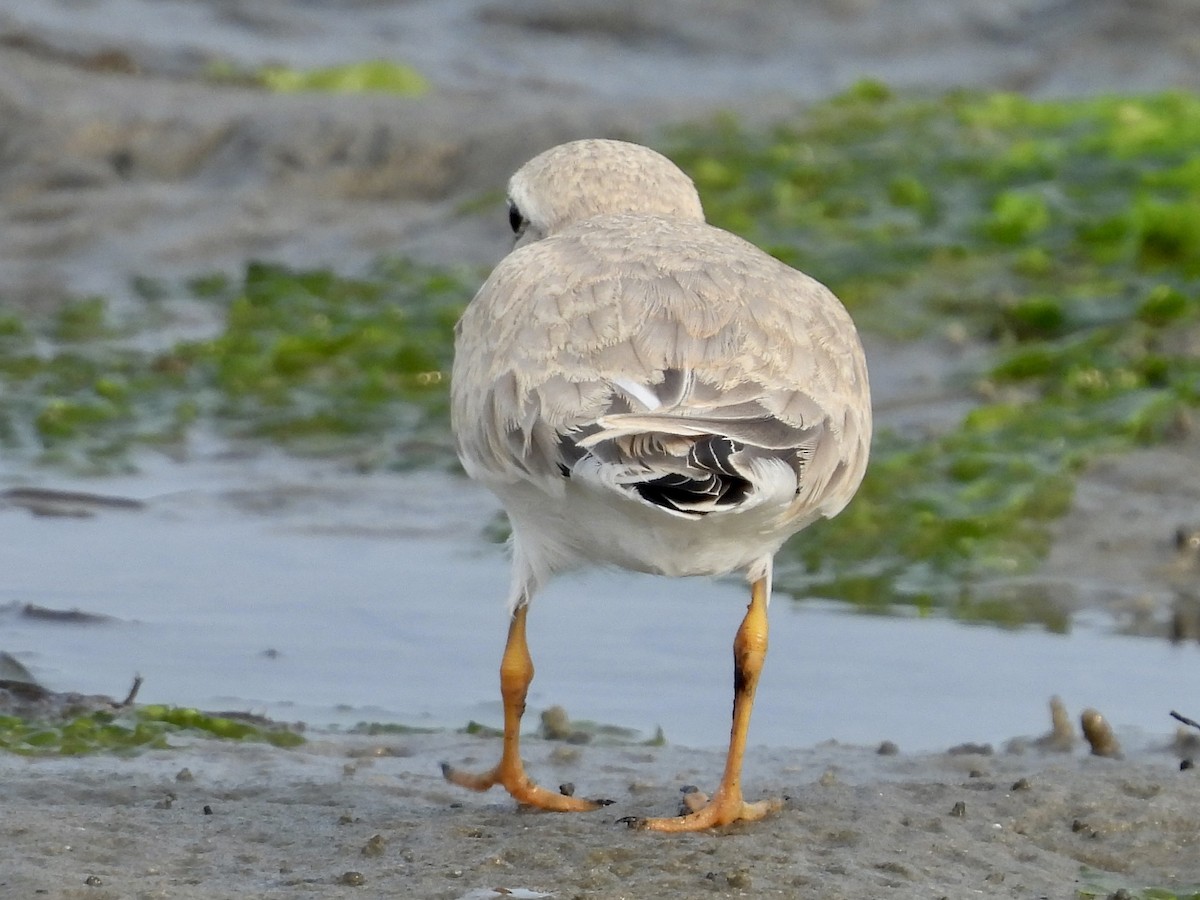 Piping Plover - ML600695181