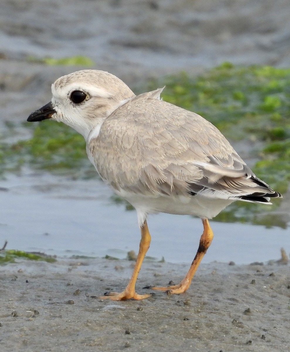 Piping Plover - ML600695191