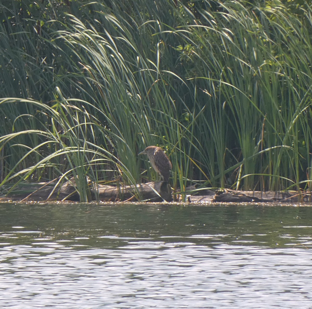 Black-crowned Night Heron - ML600695591