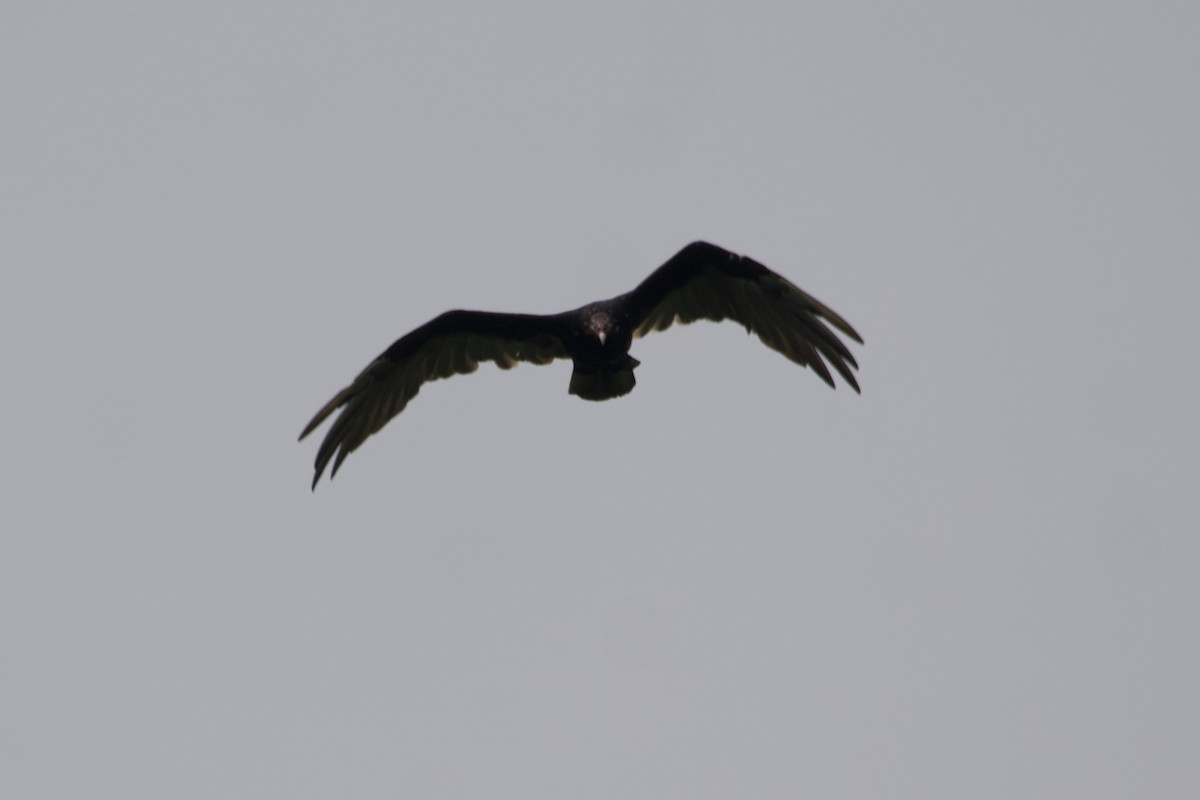 Turkey Vulture - ML600695791
