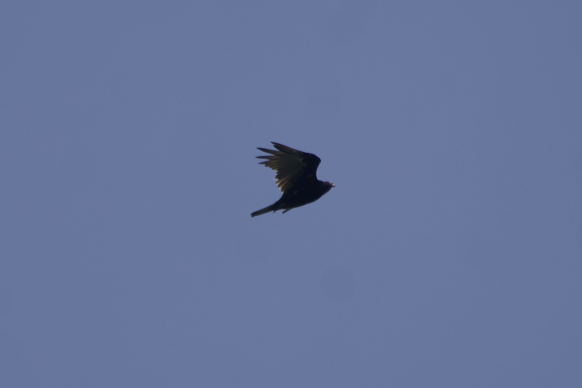 Turkey Vulture - ML600695801