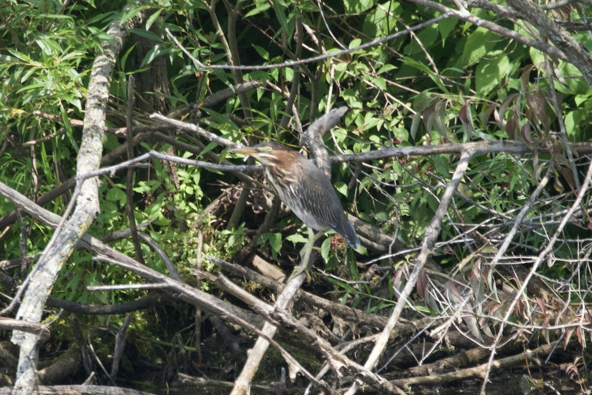 Green Heron - ML600695821