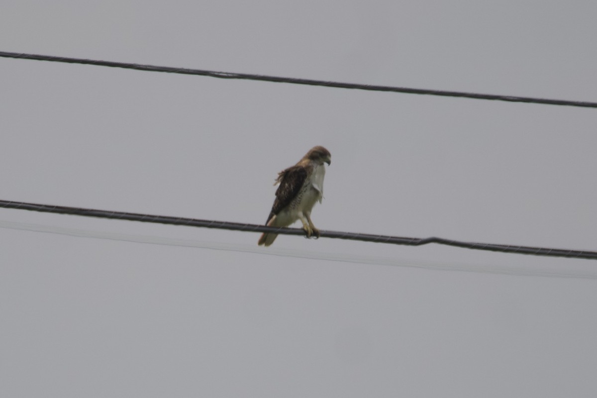 アカオノスリ - ML600695931