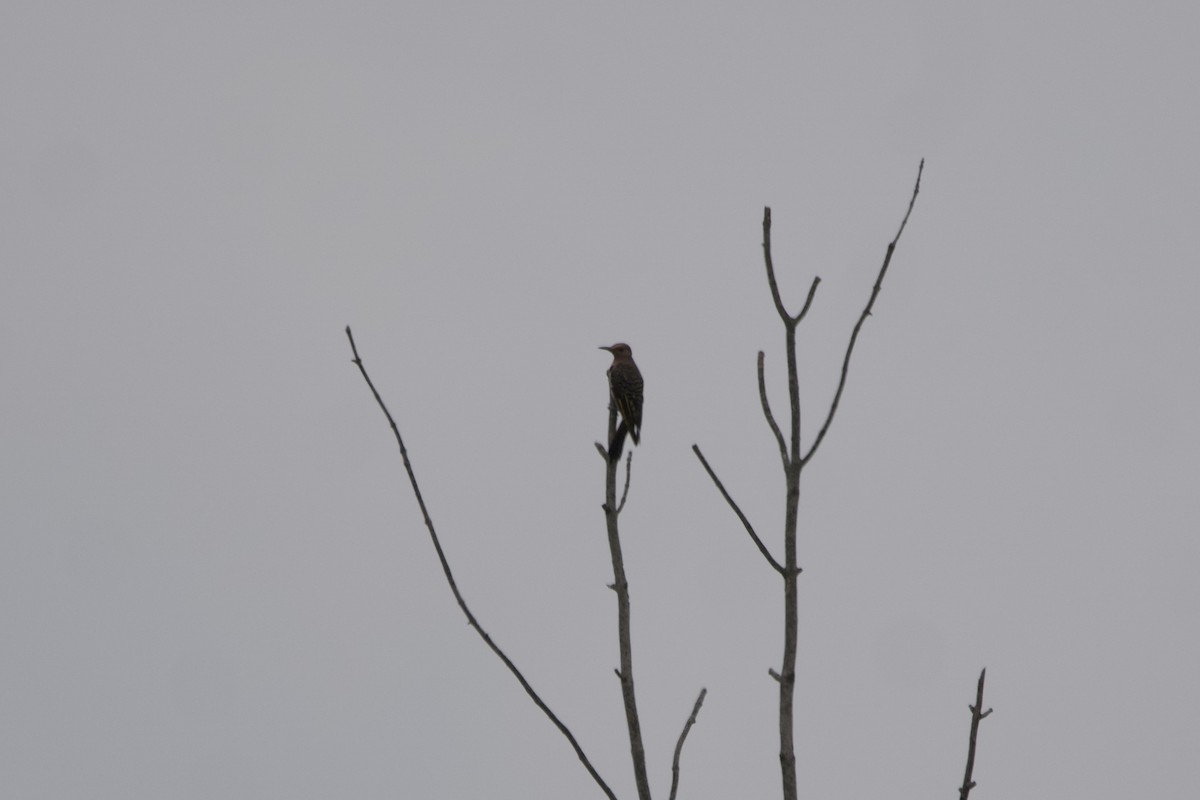 Northern Flicker - ML600695941