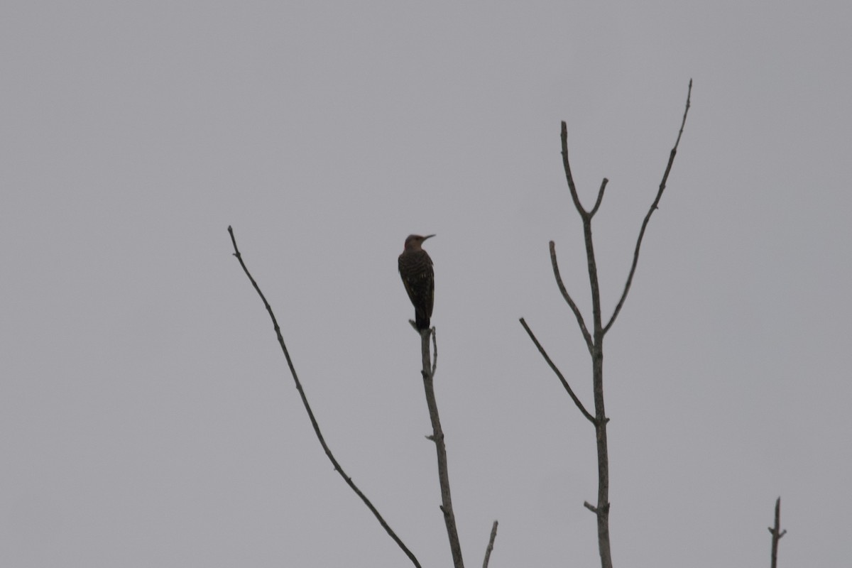 ハシボソキツツキ - ML600695951