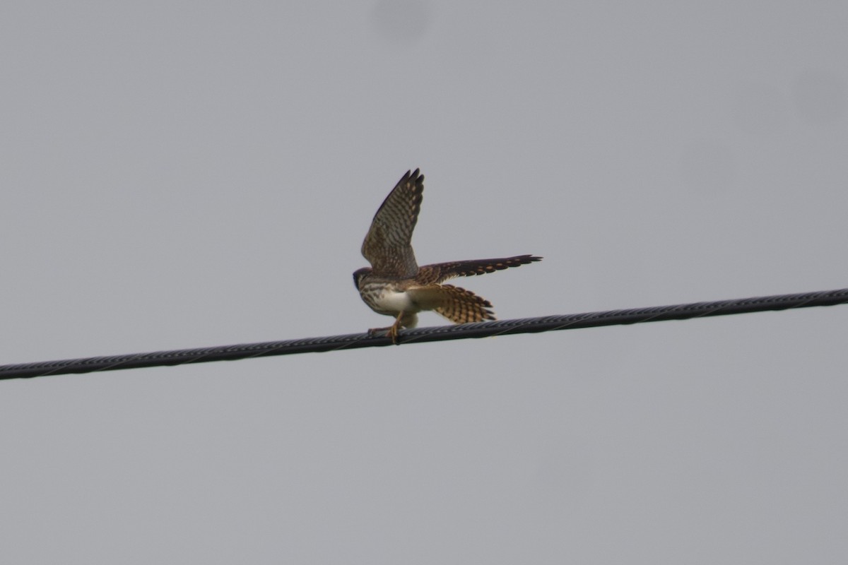 American Kestrel - ML600695981