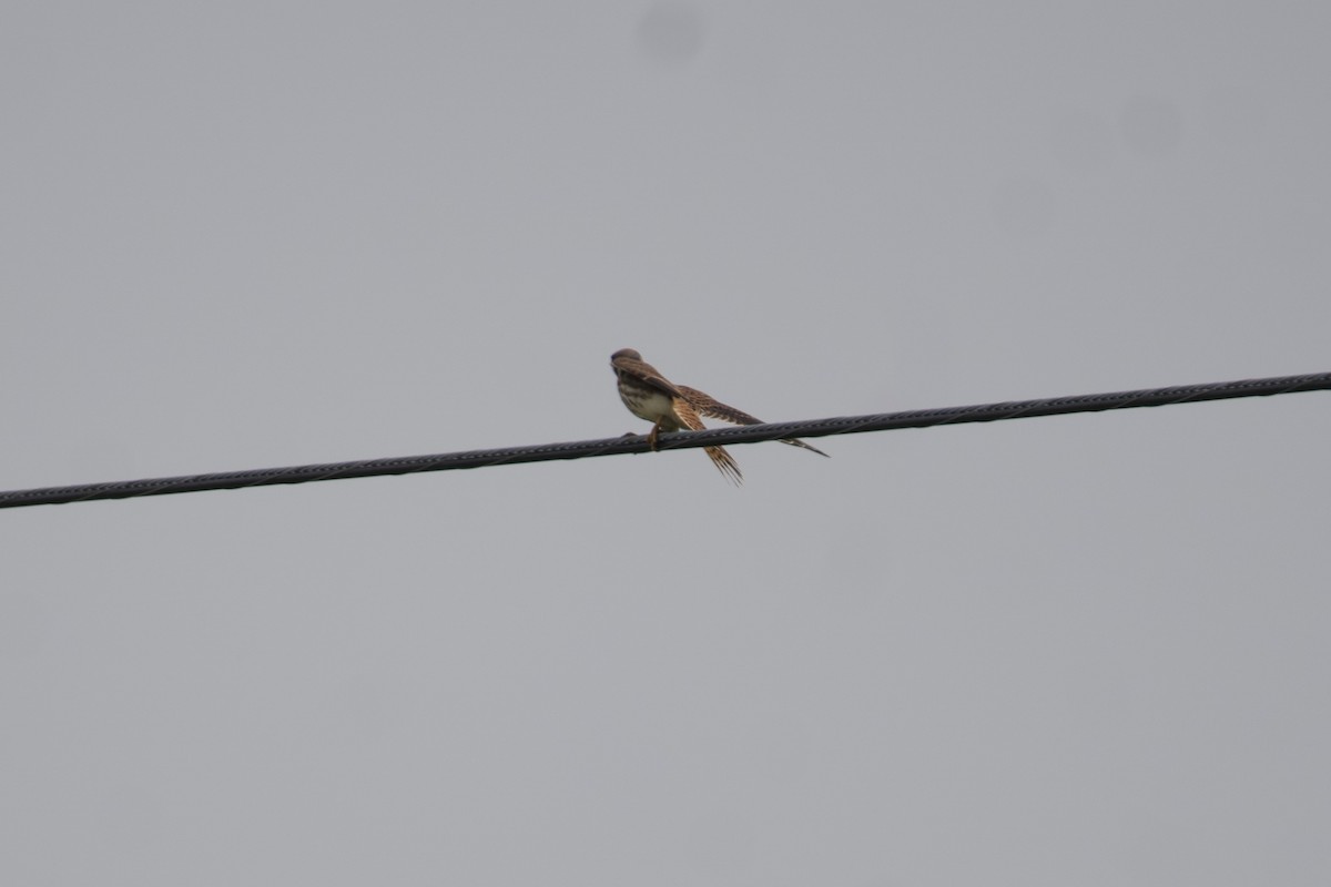 American Kestrel - ML600695991