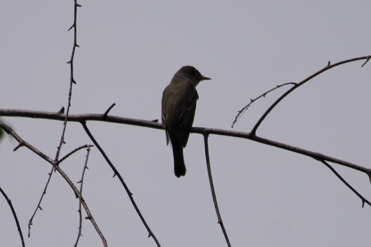 Eastern Wood-Pewee - ML600696021