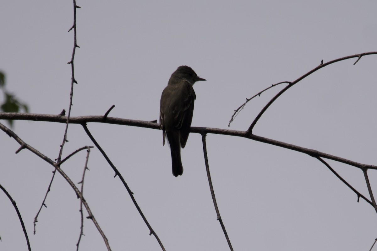 モリタイランチョウ - ML600696031