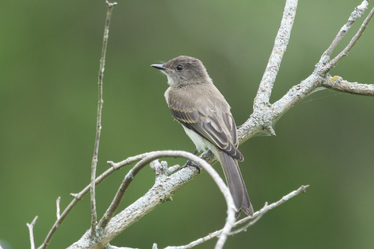 ツキヒメハエトリ - ML600696081