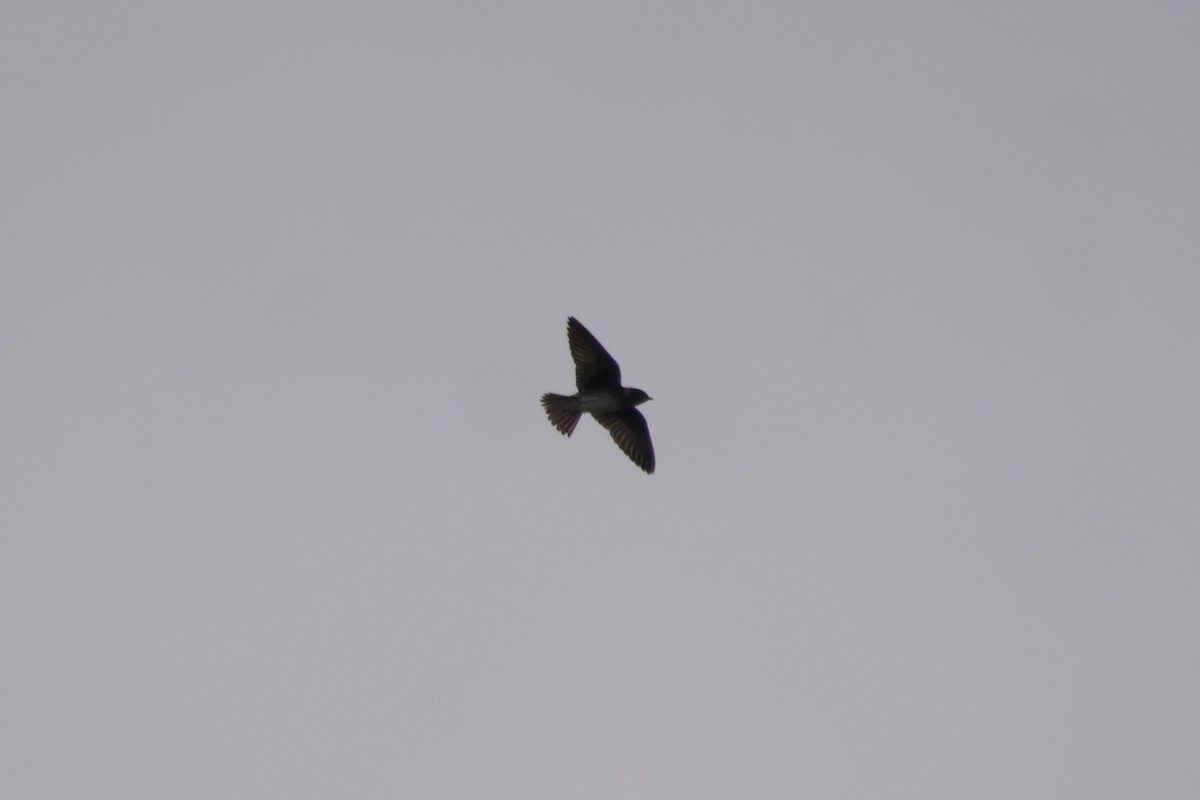 ムラサキツバメ - ML600696131