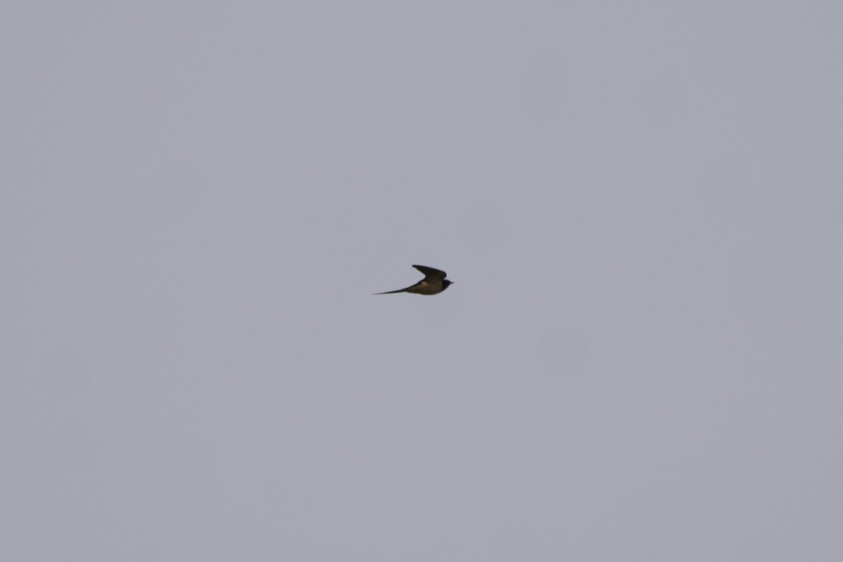 ツバメ - ML600696231