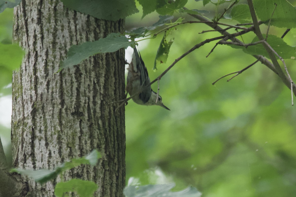 White-breasted Nuthatch - ML600696401