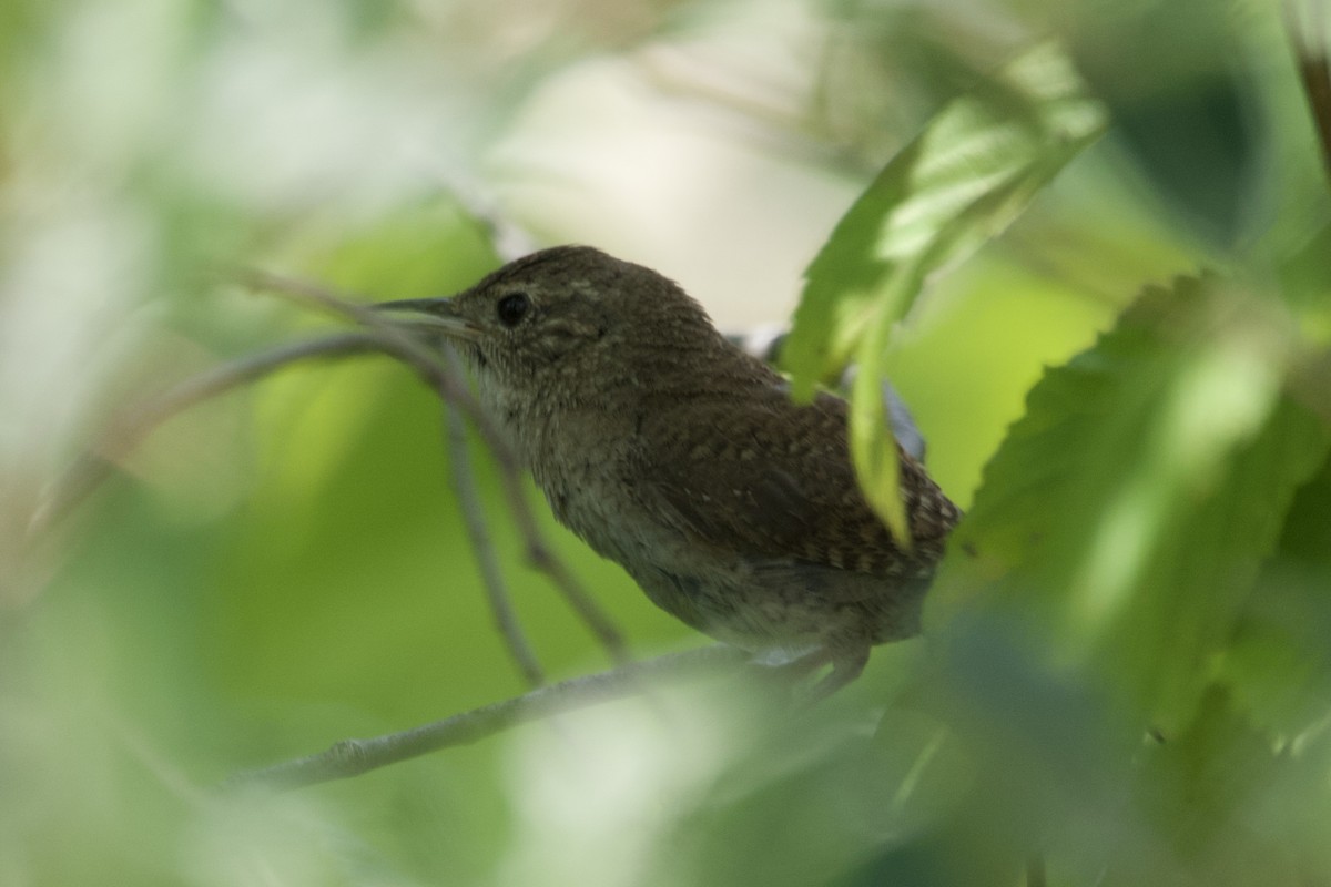 Northern House Wren - ML600696441