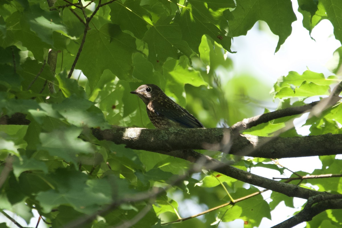 Eastern Bluebird - ML600696521