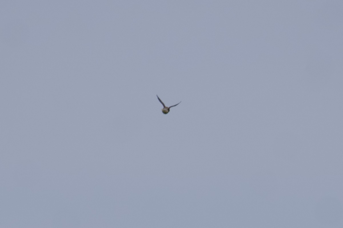 ヒメレンジャク - ML600696541