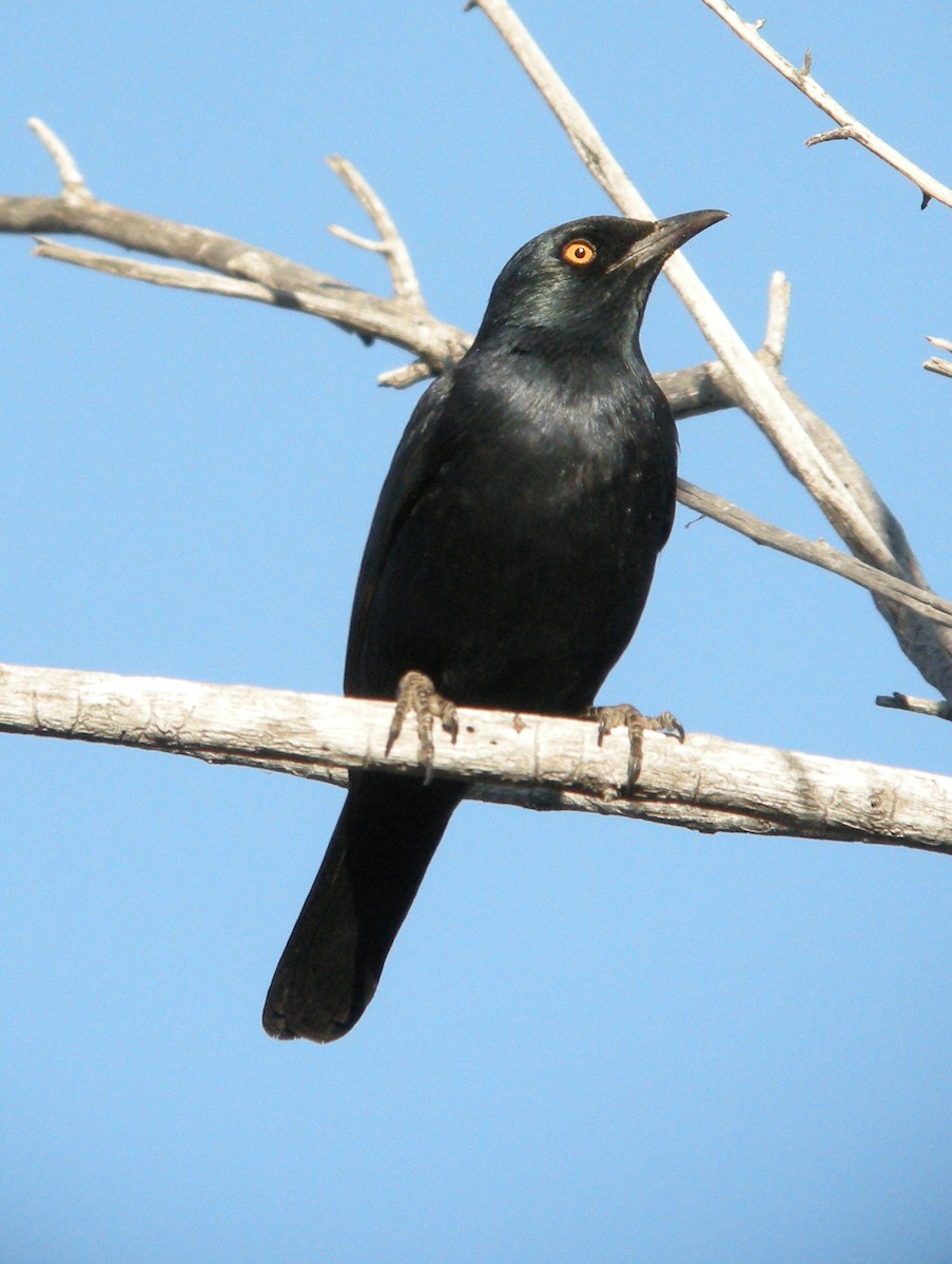 Pale-winged Starling - ML600696571