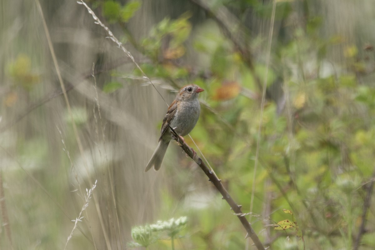 Field Sparrow - ML600696581
