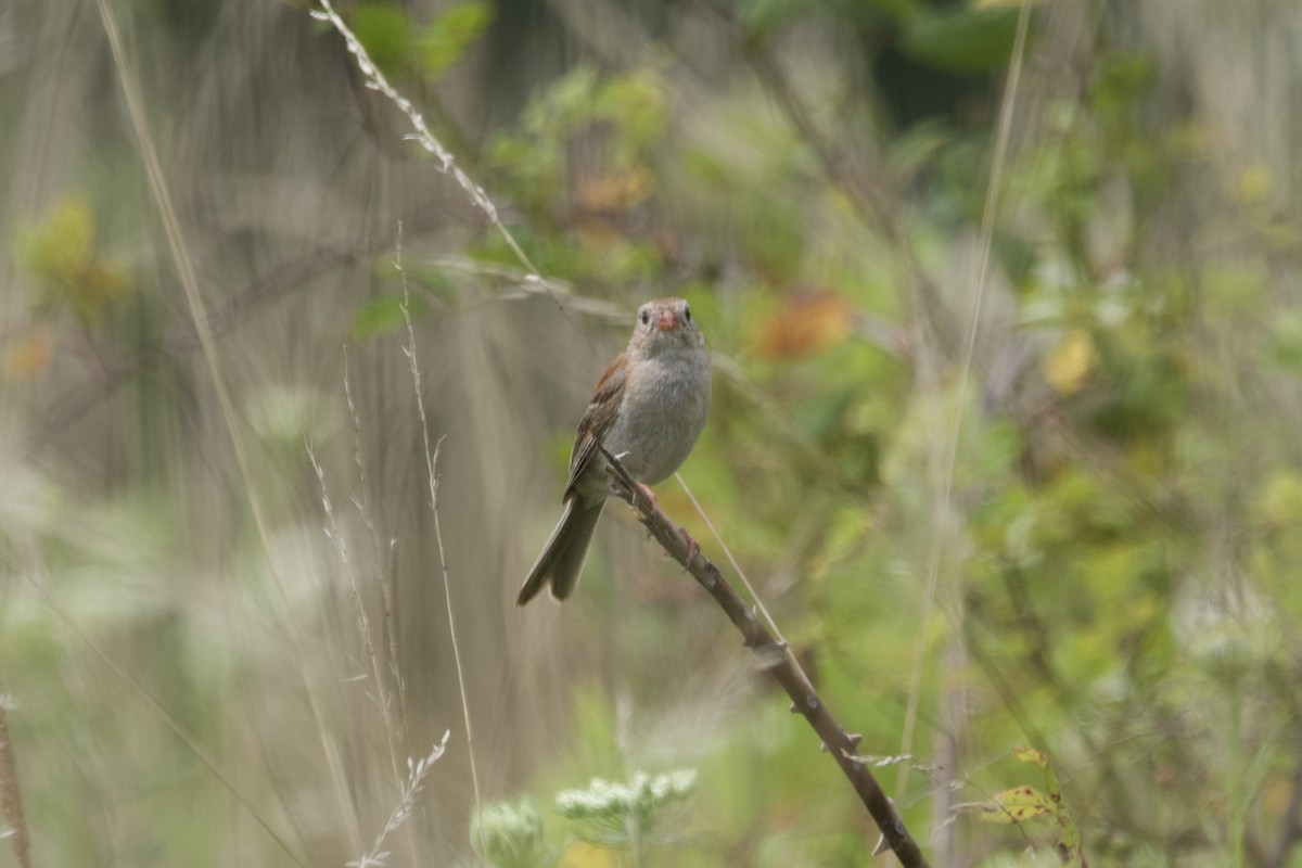 Field Sparrow - ML600696591