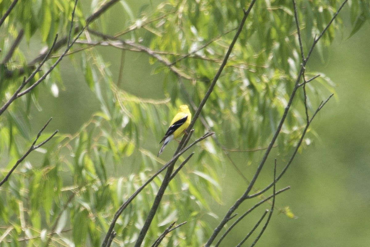 American Goldfinch - ML600696641