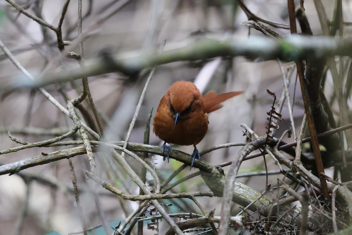 Black-throated Spinetail - Margareta Wieser