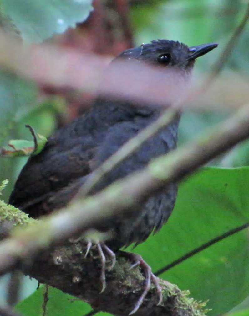 Magdalena Tapaculo - ML600697301