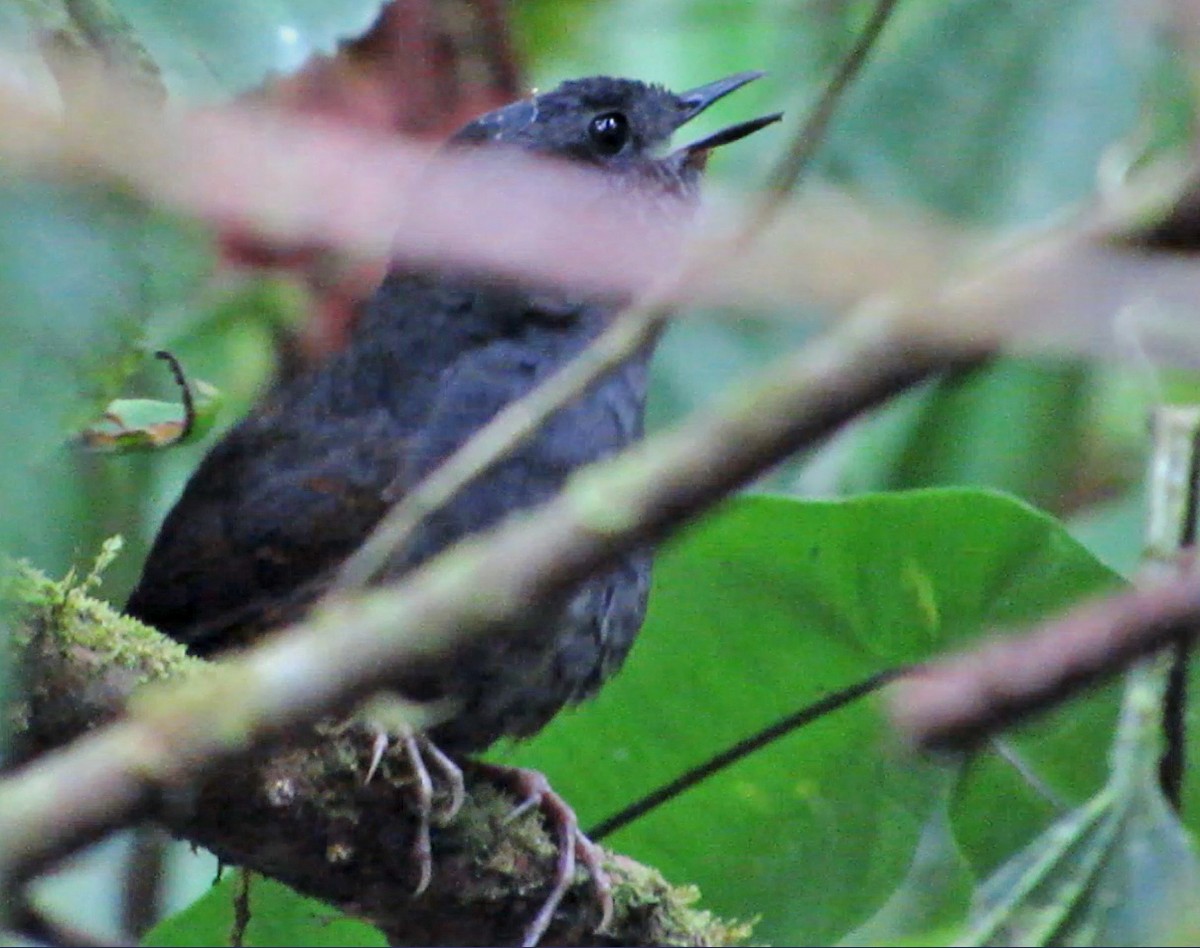 Magdalena Tapaculo - Diane Drobka