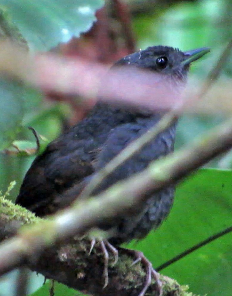 Magdalena Tapaculo - Diane Drobka