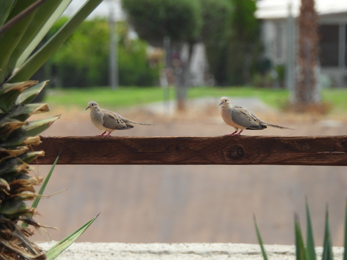 Mourning Dove - ML600697541