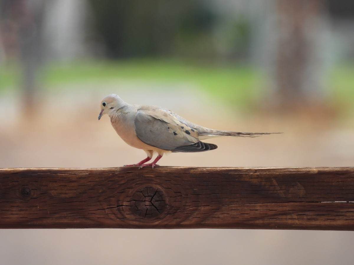Mourning Dove - ML600697611