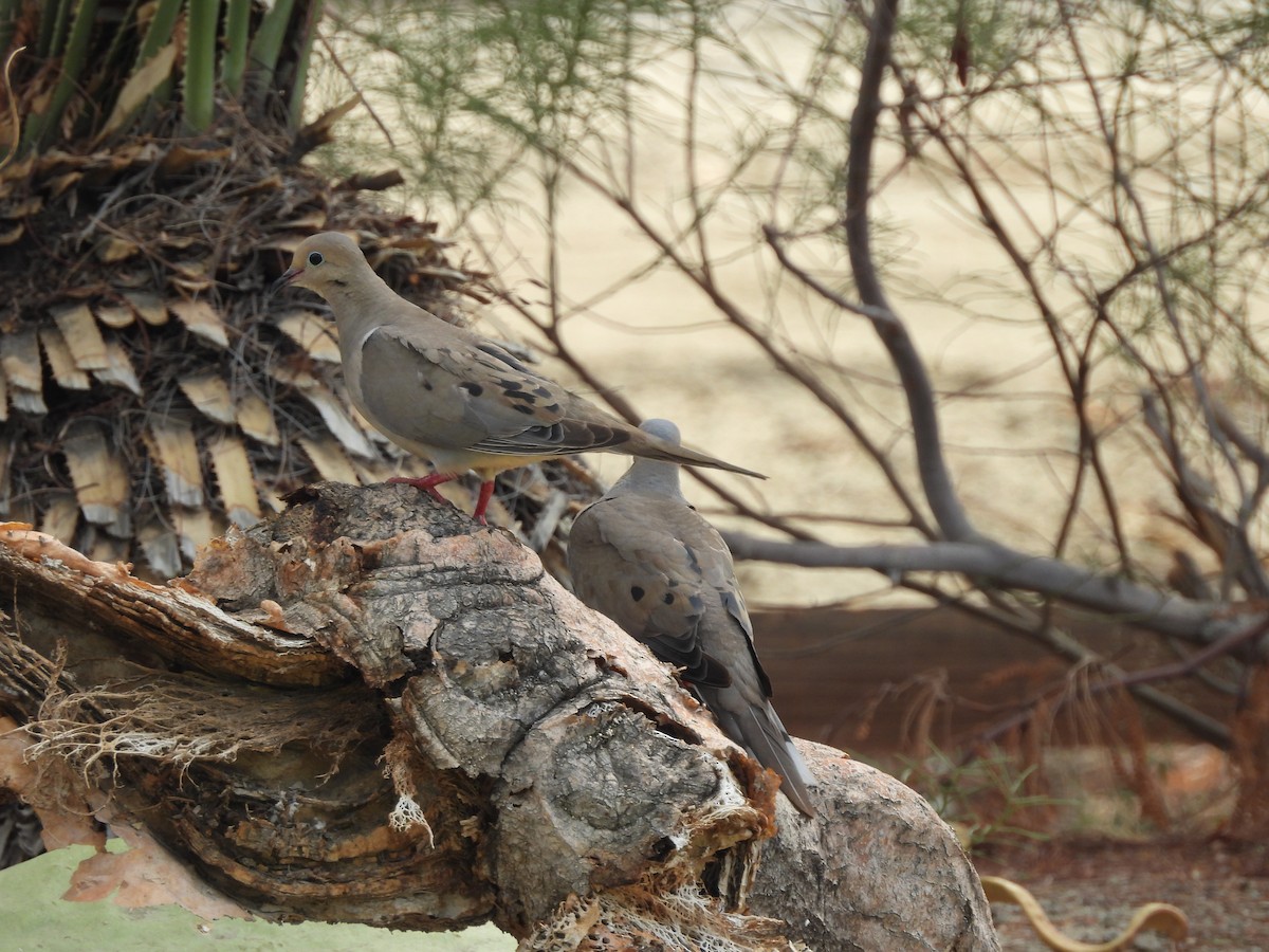 Mourning Dove - ML600697811